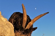 71 La luna splende alta nel cielo...tra le corna della capretta 